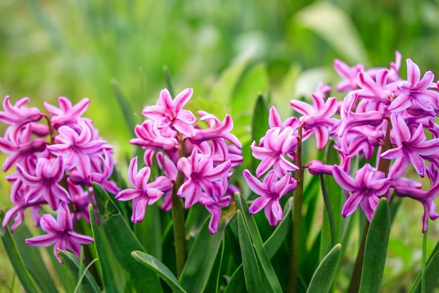 Tetiana A/shutterstock.com