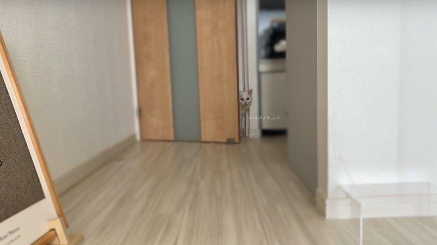 出所：@meltube_cat