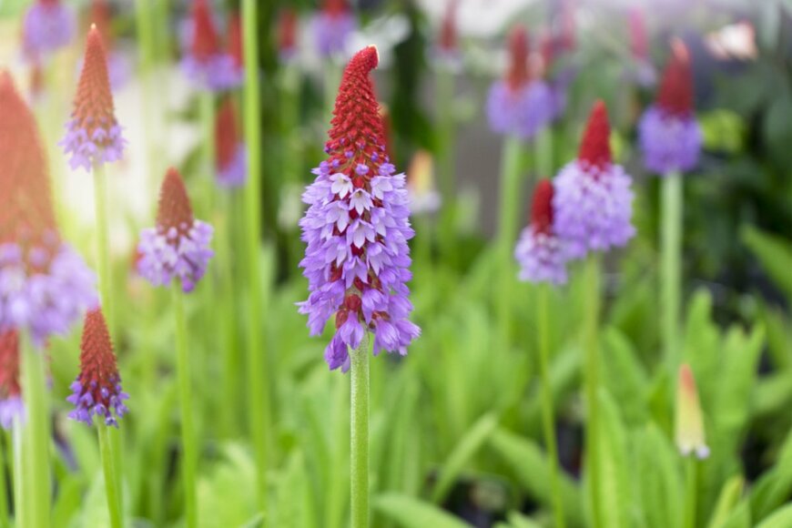 Ann in the uk/shutterstock.com
