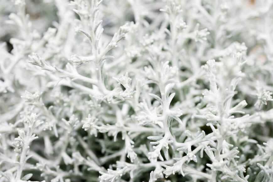 milmed/Shutterstock.com