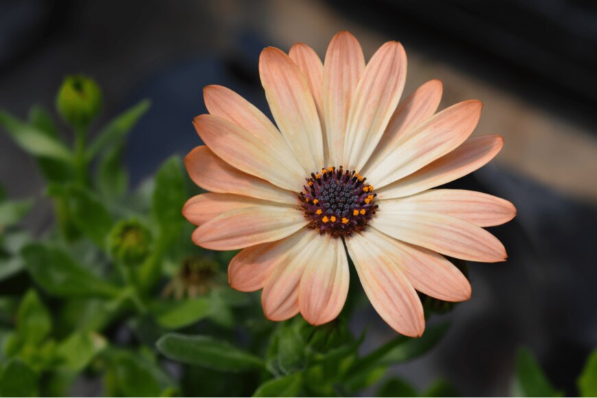 Nahhana/shutterstock.com