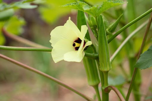 bennie/shutterstock.com