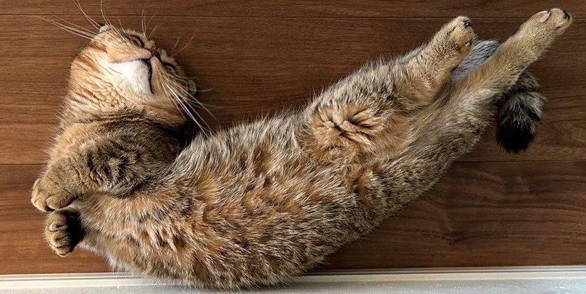 出所：@ponpokopontanu