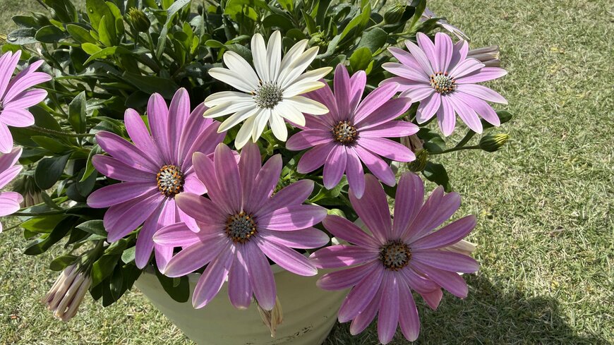 主役級の華やかさが魅力の〈カラフルな花〉で春ガーデンをパッと彩る！1株でベランダや庭先が明るくなりそう。育てやすいから初心者にもおすすめ！