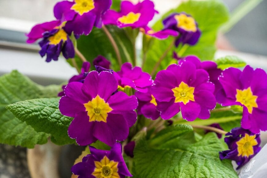 Mucesto/shutterstock.com