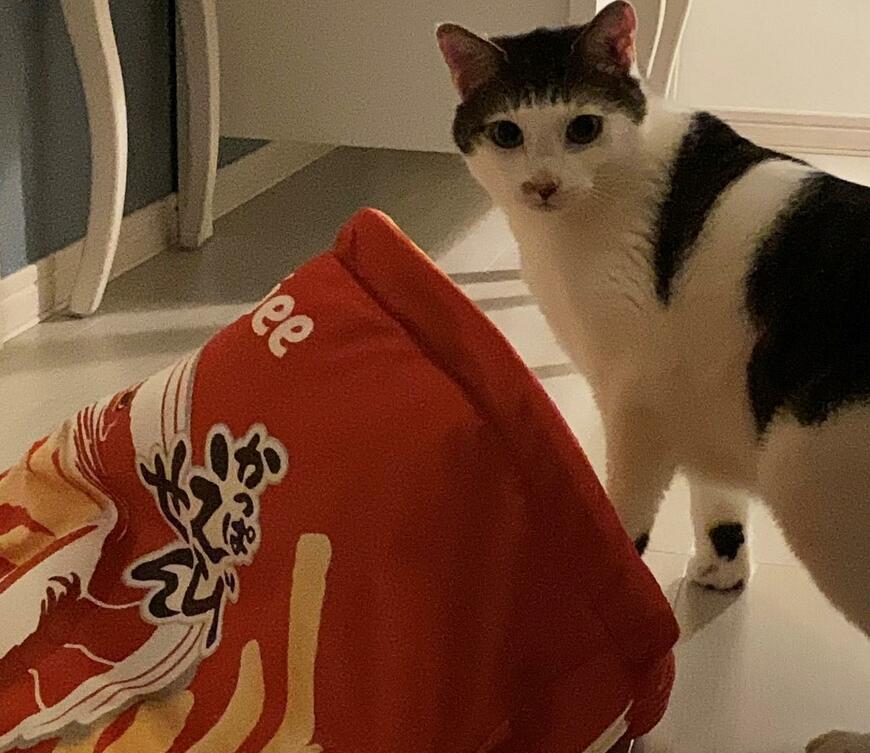 出所：@Saeroyi_cat