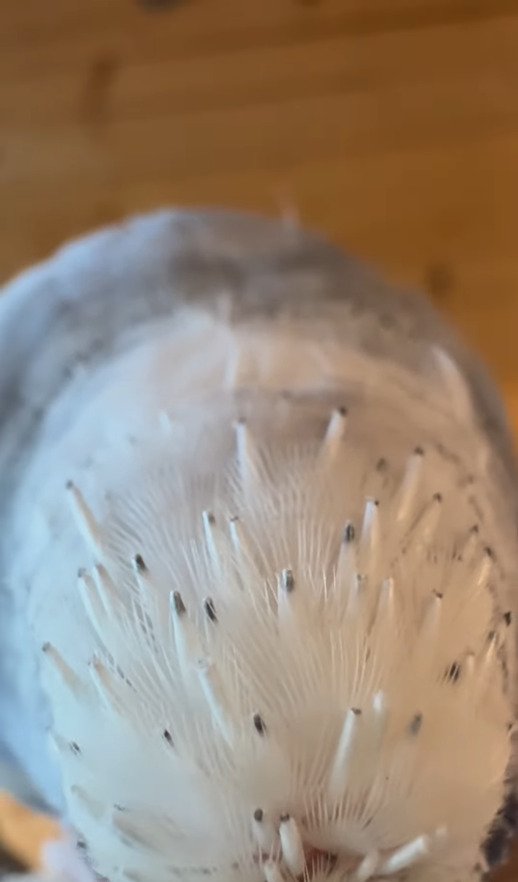 出所：@zundamame_cockatiel