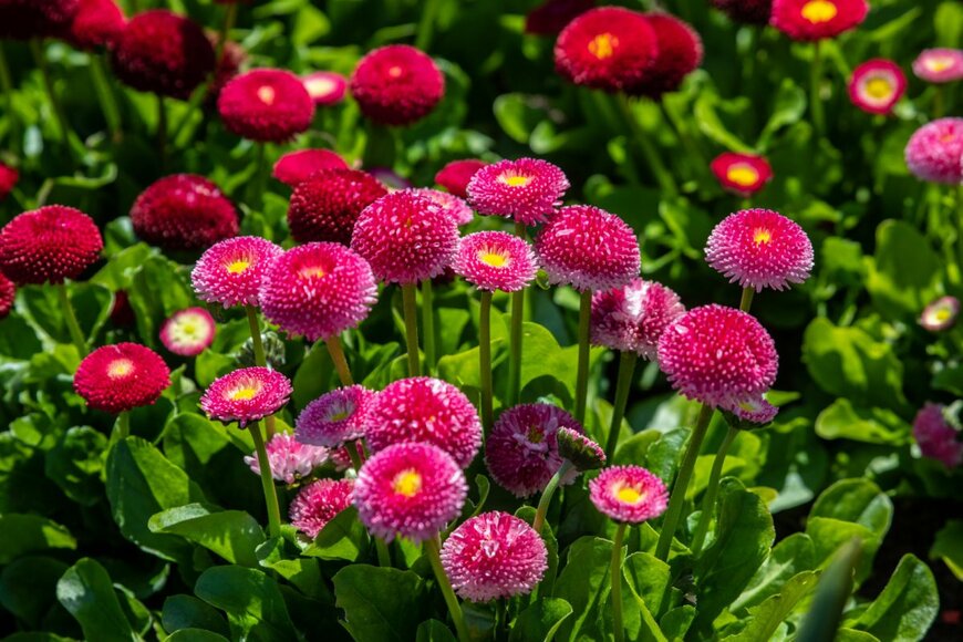 デージー　chrisdorney/shutterstock.com