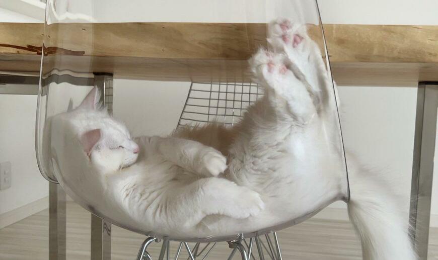 出所：@meltube_cat