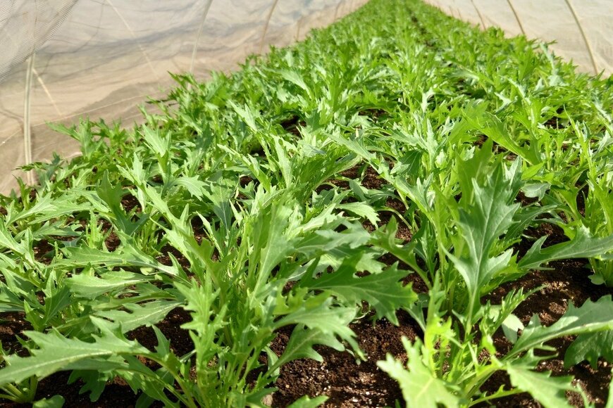 Koji Ehara/istockphoto.com