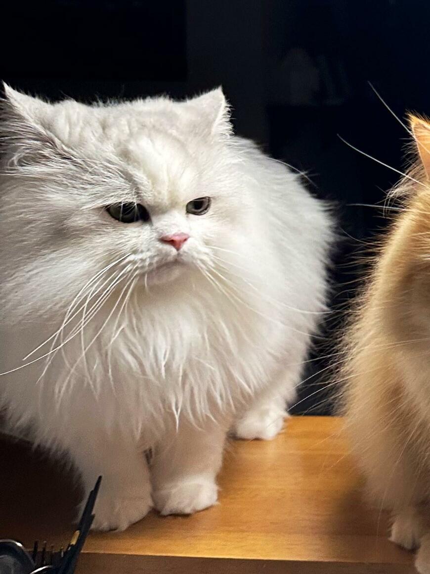 出所：@NEKOLAND13