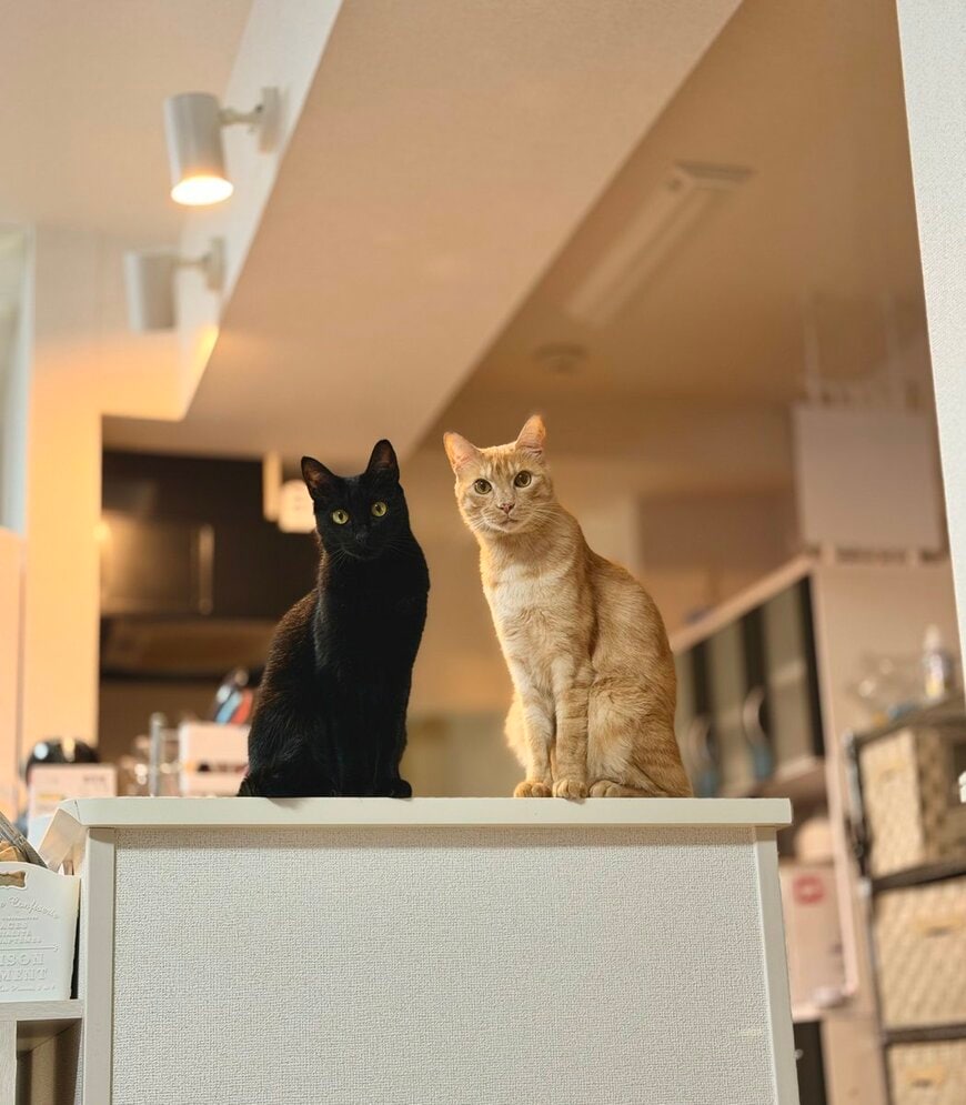 視線を感じたと思ったら…棚の上からじっと見つめる黒猫と茶トラ猫のそろい踏みが愛らしい