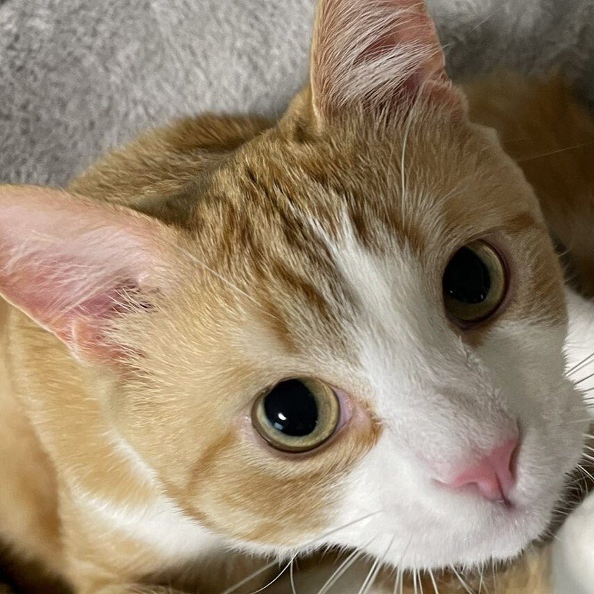 出所：@Beercat_Ana_Dar