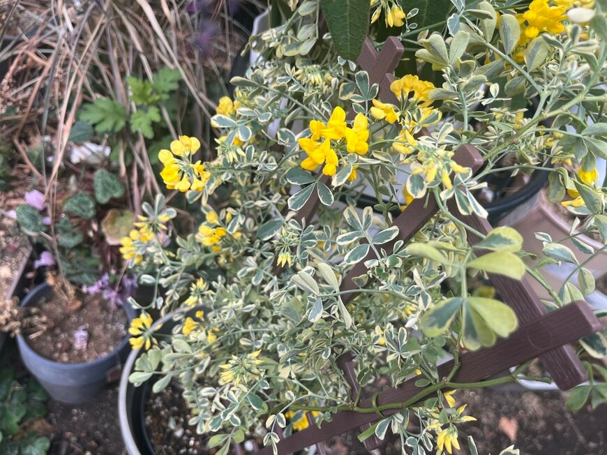 LIMOガーデニング部撮影