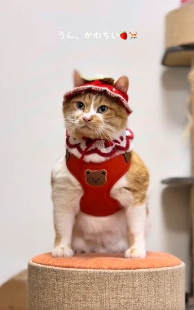 出所：＠monburan_sanpo