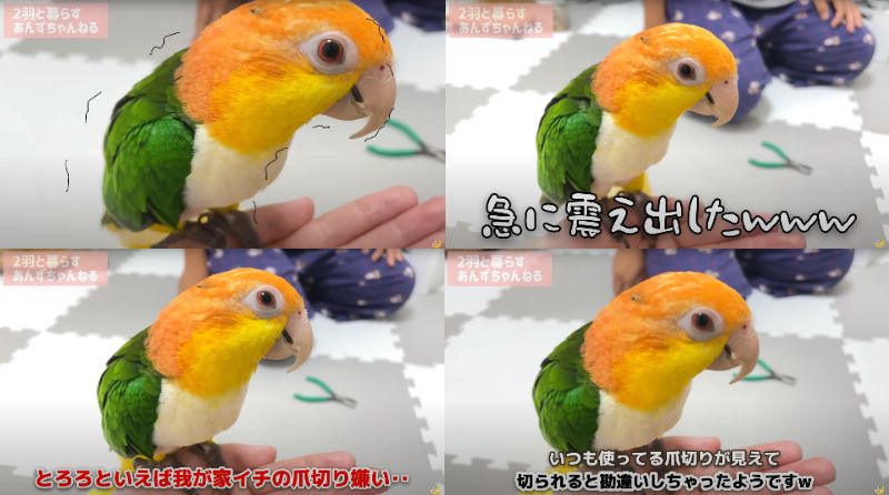 出所：@anz_omomiri