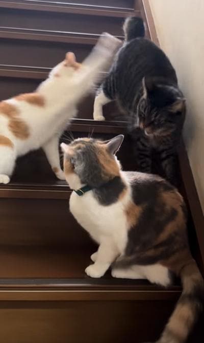 出所：@karintoteacher