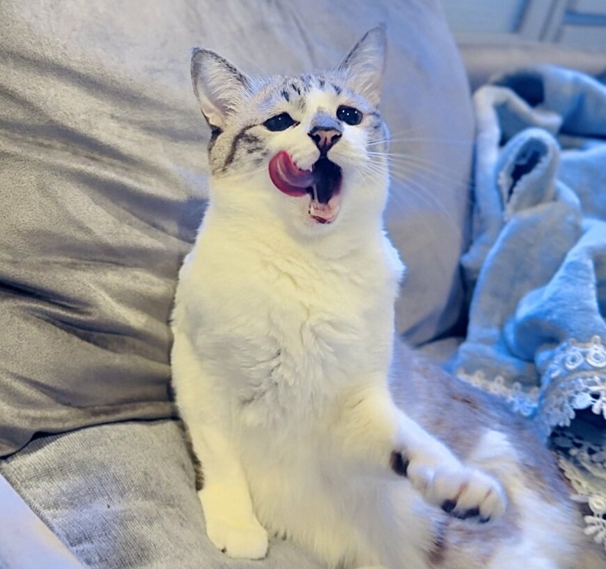 出所：@piennekomint