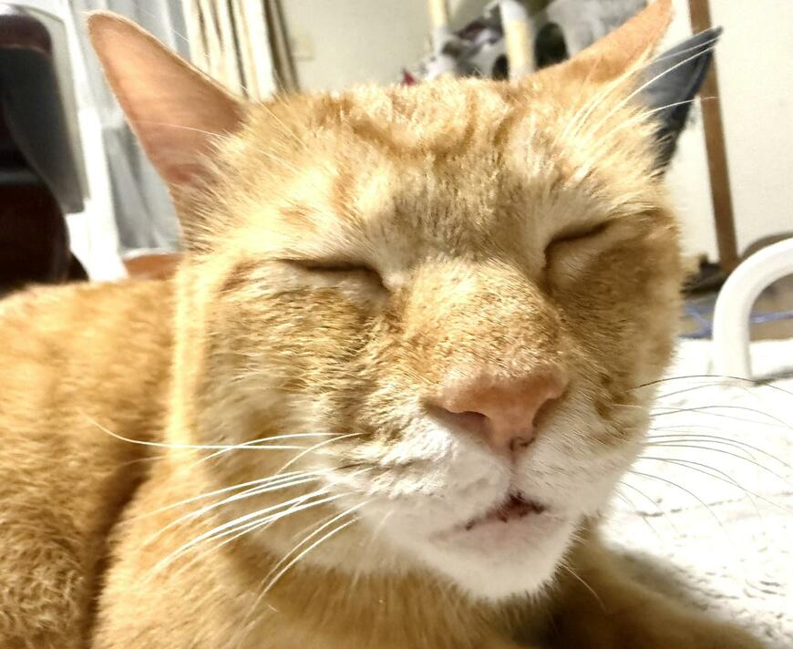 出所：@Beercat_Ana_Dar