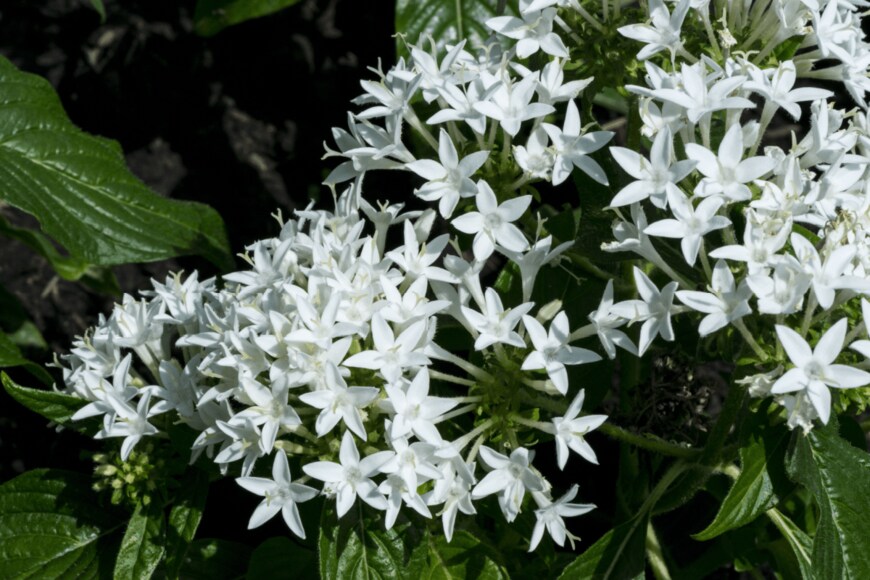 Sarayuth_W/shutterstock.com