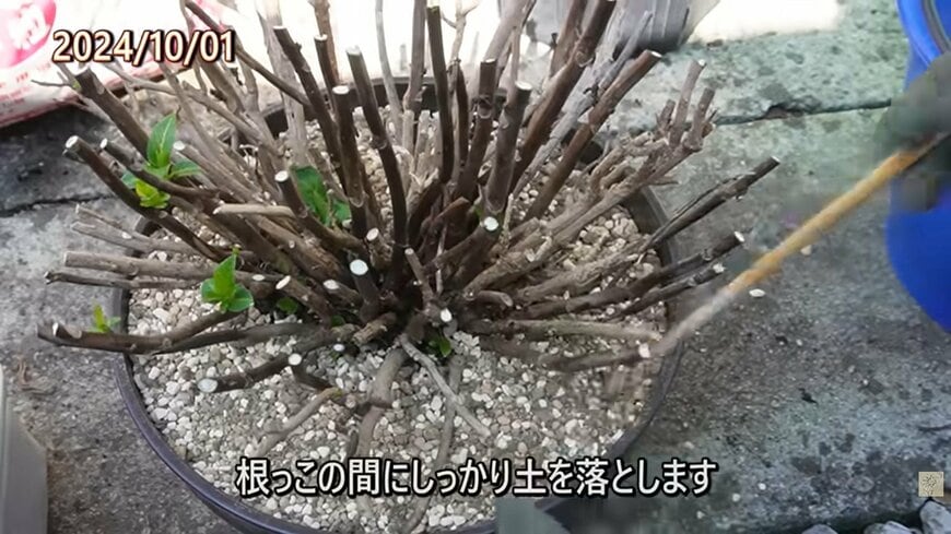 アジサイの植え替え