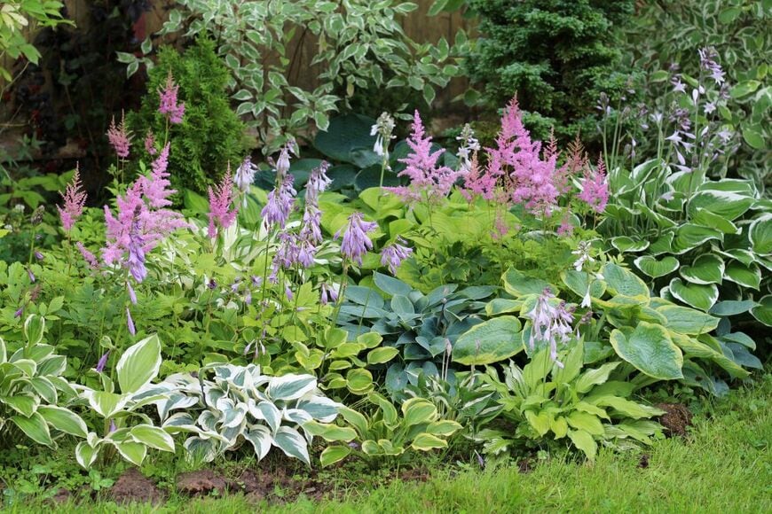 うす紫色の花を咲かせているさまざまな葉色のギボウシと、ピンクの花を咲かせているアスチルベ