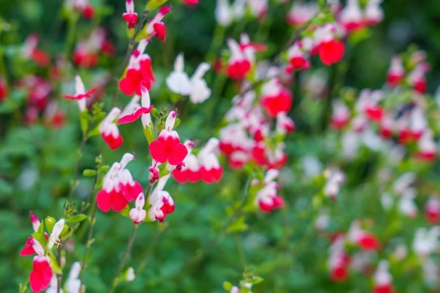赤と白のバイカラーの花を咲かせている、チェリーセージ