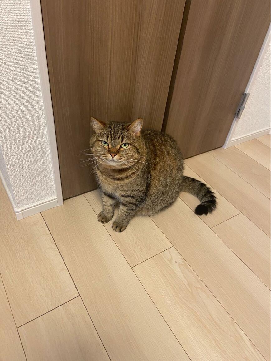 するどい視線の猫