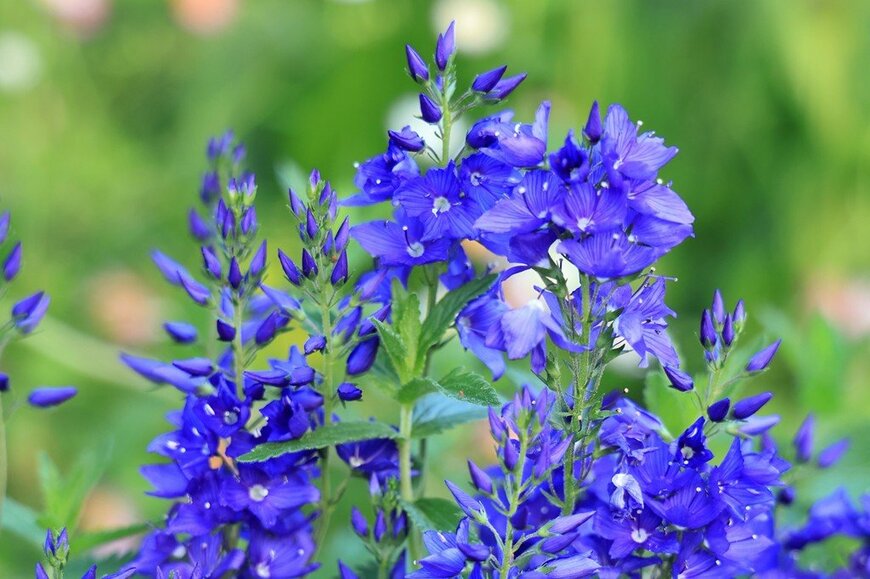 青紫のベロニカ・ロイヤルブルーの花
