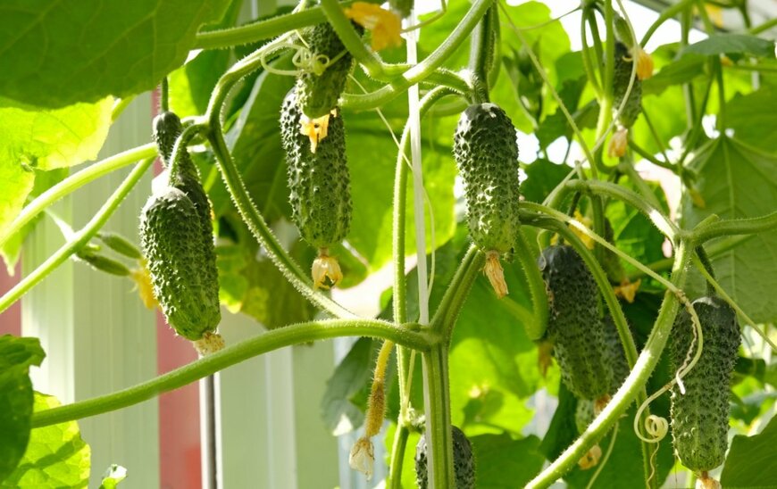 大きくなり始めたキュウリの実