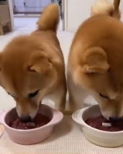 ご飯を食べる2匹の犬