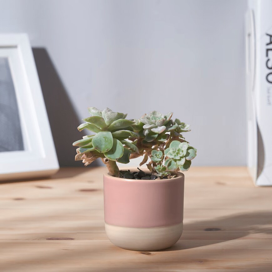 多肉植物が入ったソフトピンクとベージュのせっ器の鉢カバー