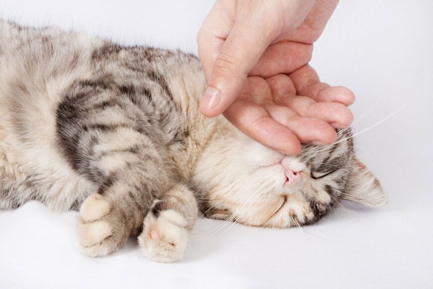 幸せそうな猫
