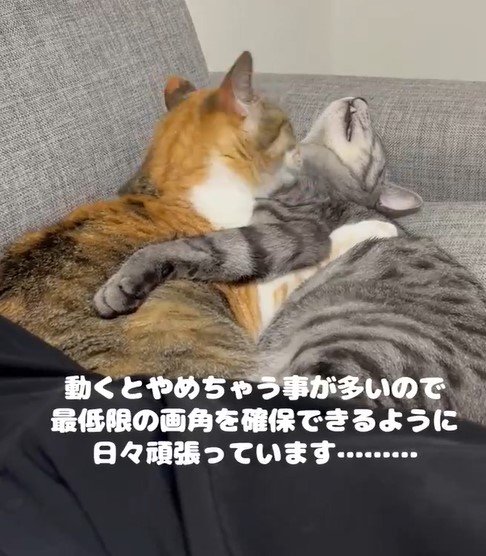 猫撮影中