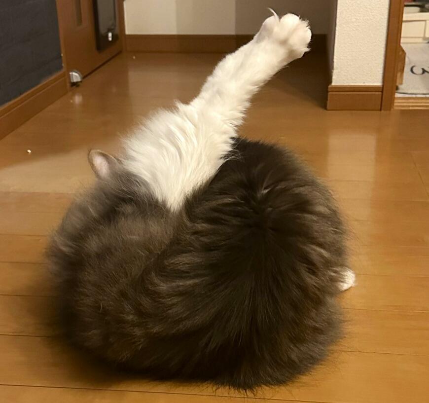 丸まる猫