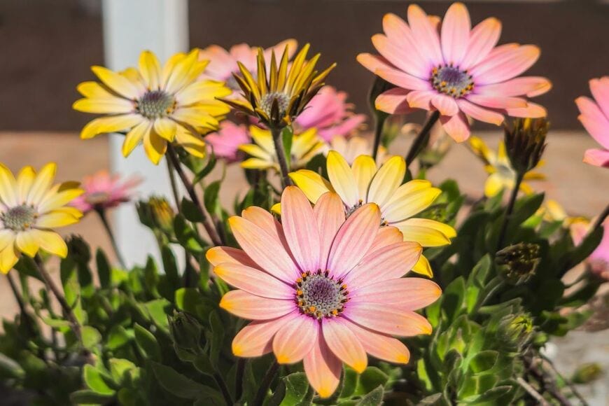 咲き始めは黄色、咲き進むとオレンジ色に変わる、オステオスペルマムの花