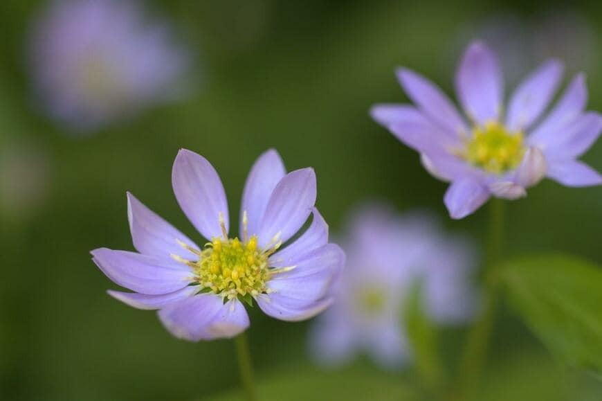 薄紫色の花を咲かせているミヤコワスレ