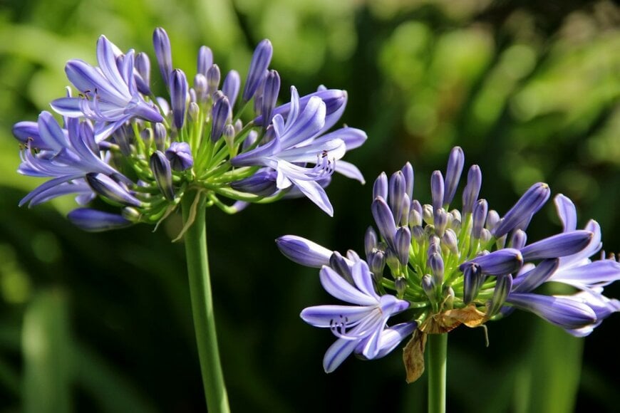 青紫色の花を咲かせている、アガパンサス