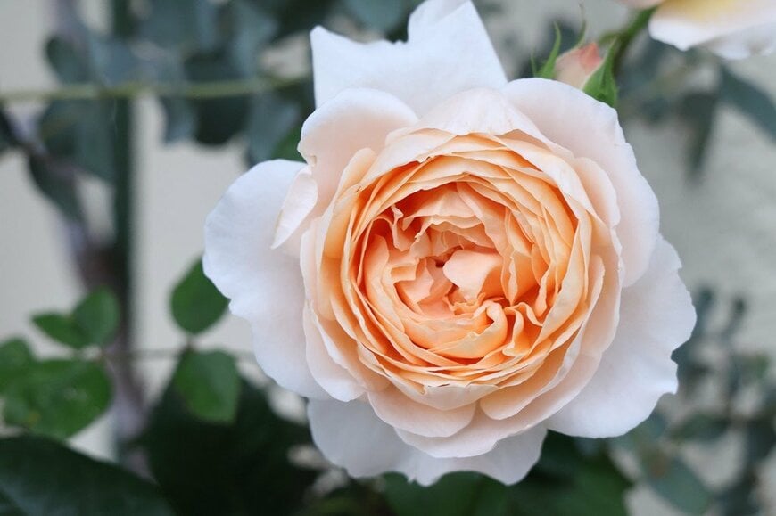 アプリコットピンクの花を咲かせている、アンブリッジ・ローズ