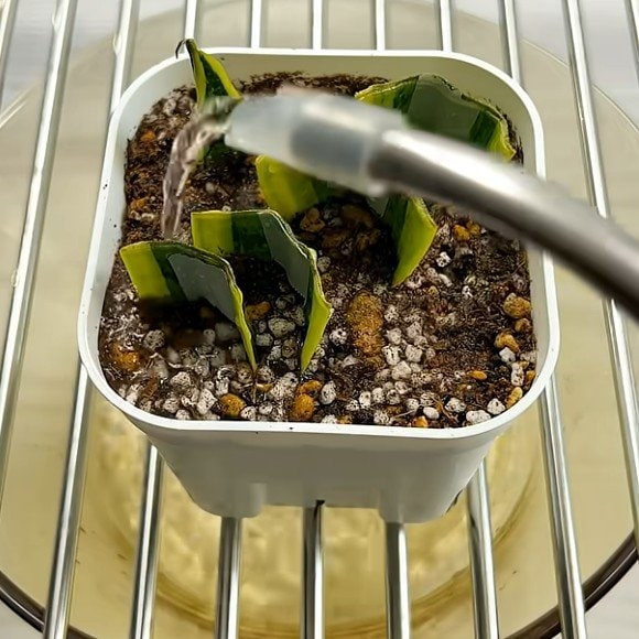 サンセベリアの葉挿し。活力剤を与える。