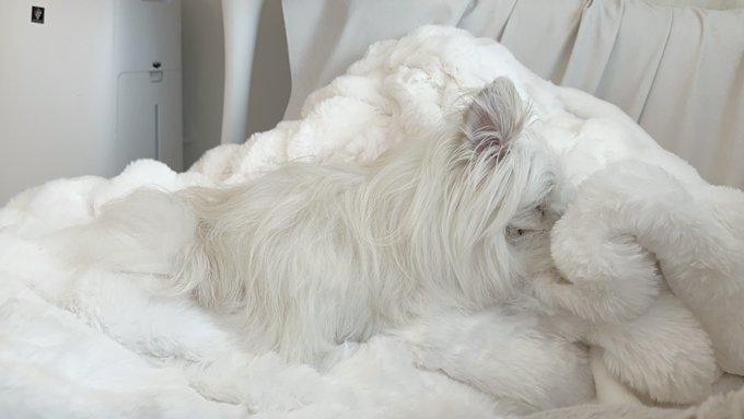 毛布の上にいる犬