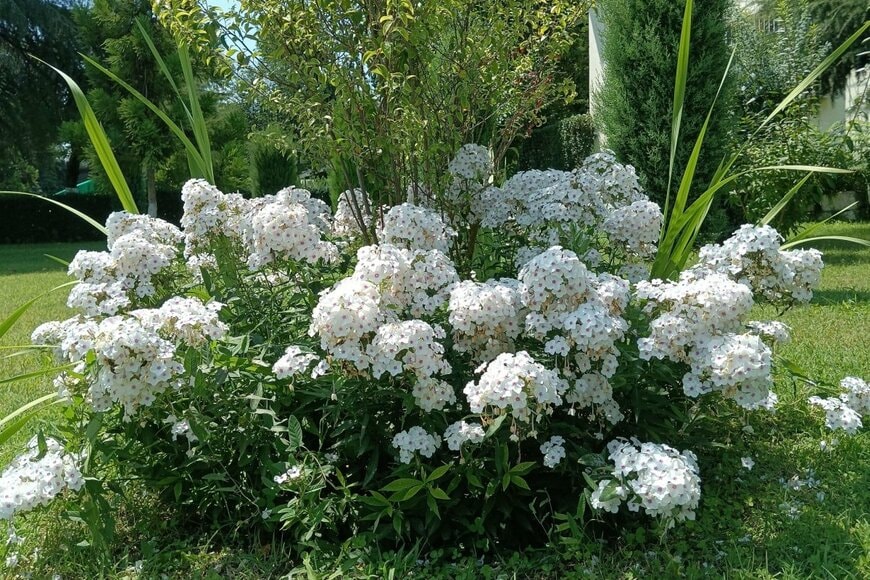 白い花を咲かせている、宿根フロックス