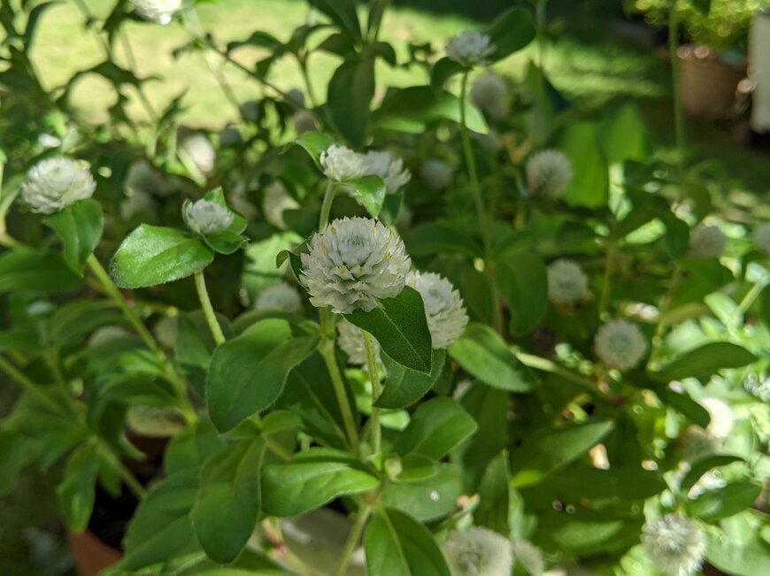 淡いクリーム色やピンク色のクリスマスローズの花