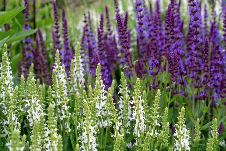 宿根サルビアの花が咲いている。花の色は濃い紫と白。