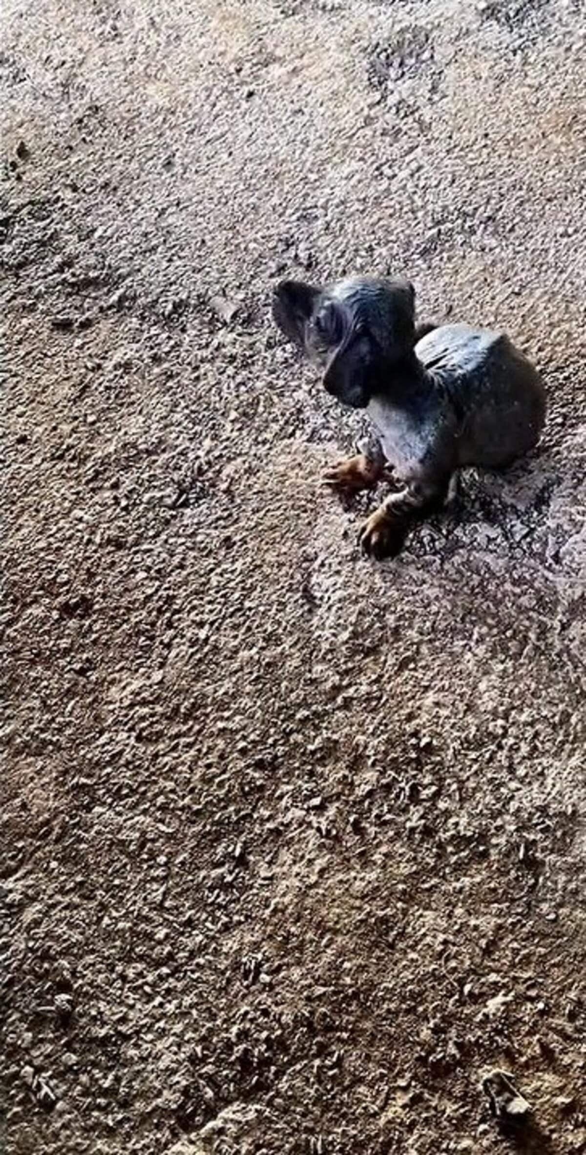 「保護した日は泣いていた」重度の疥癬の子犬、72日後の笑顔に反響 LIMO編集部が感動の投稿をピックアップ！犬の生涯費用についても紹介 | 概要 | LIMO | くらしとお金の経済メディア