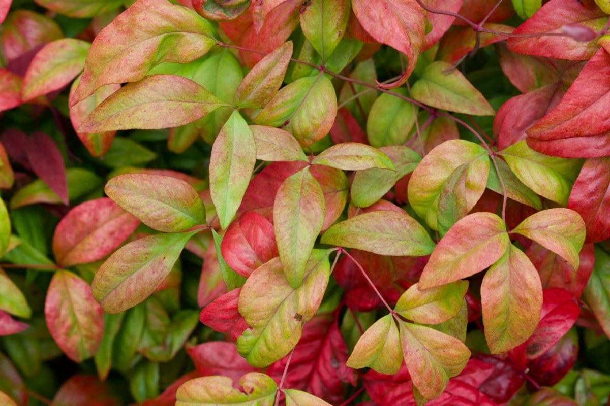 写真 | ほぼ手入れ不要!今が植えどきの「常緑低木」厳選3種。1本で玄関先が一年中おしゃれ空間に かわいい花が咲く木、常緑なのに紅葉する木など ...