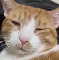 保護して5カ月、ようやく治まった夜鳴き　野良時代との変化に「愛が実ったね」の声