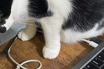 パソコンで作業していた飼い主　阻止する猫の要求がかわいすぎた