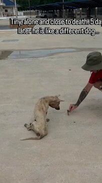 生死を彷徨っていた犬を保護→元気を取り戻していく姿に思わず涙