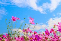 【70歳代】おひとりさまシニアの老後の柱「貯蓄」と「年金月額」の平均はいくらか